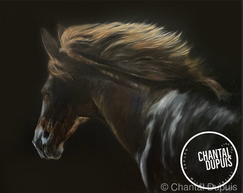Moonlight by Chantal  Image: horse