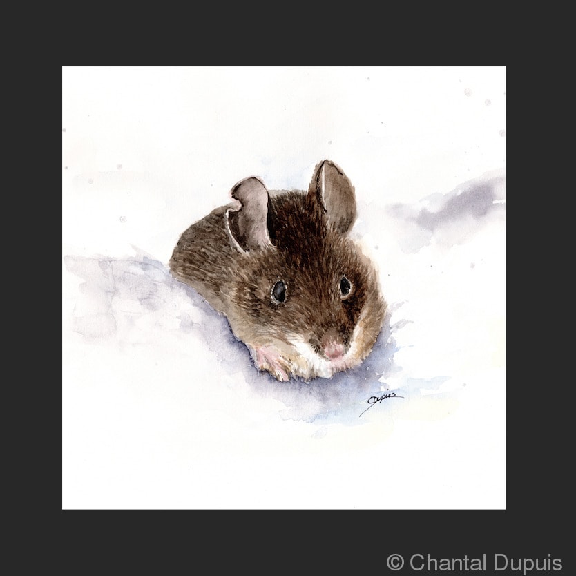 Field Day by Chantal  Image: field mouse in snow