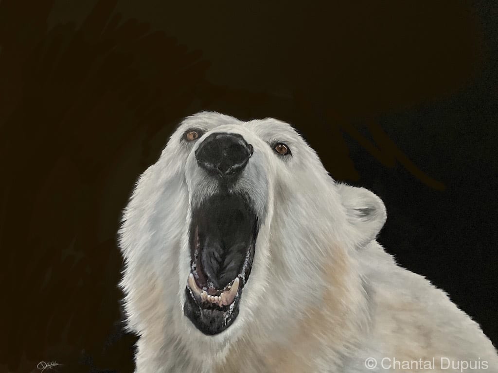 Kayi by Chantal  Image: yawning polar bear