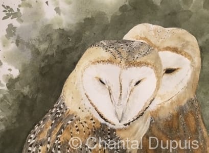 Lovers by Chantal  Image: 2 barn owls