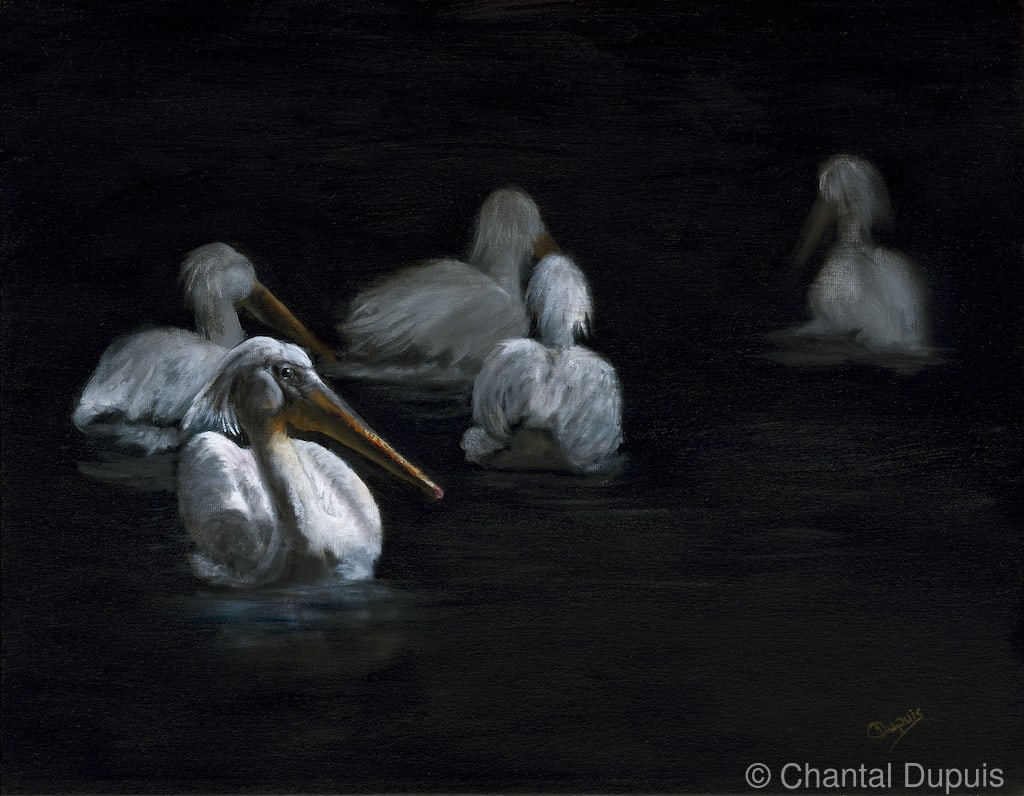 The Last Full Moon by Chantal  Image: white pelicans on water at sunset