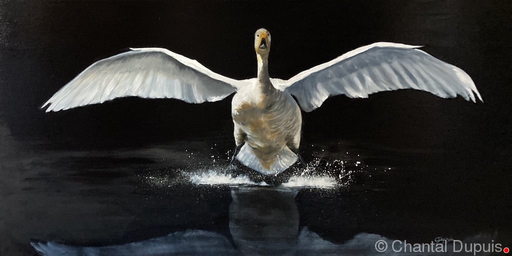 Perfect Landing by Chantal  Image: swan landing on dark lake