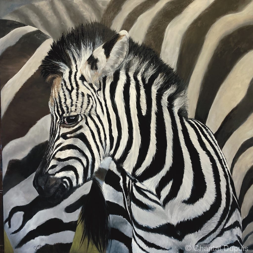 Dazzle by Chantal  Image: zebra