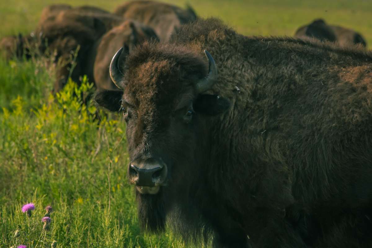 Watchful Eye by Missy Burton 