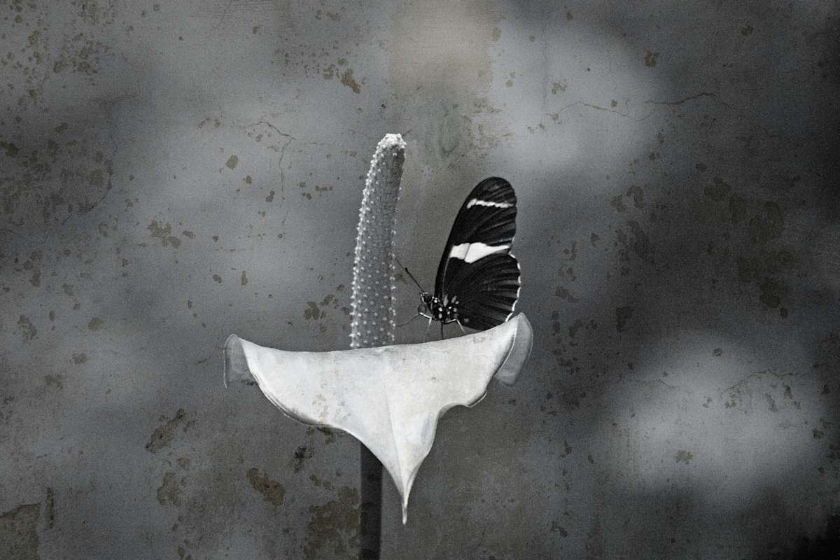 Soliloquy by Missy Burton, Image 1.