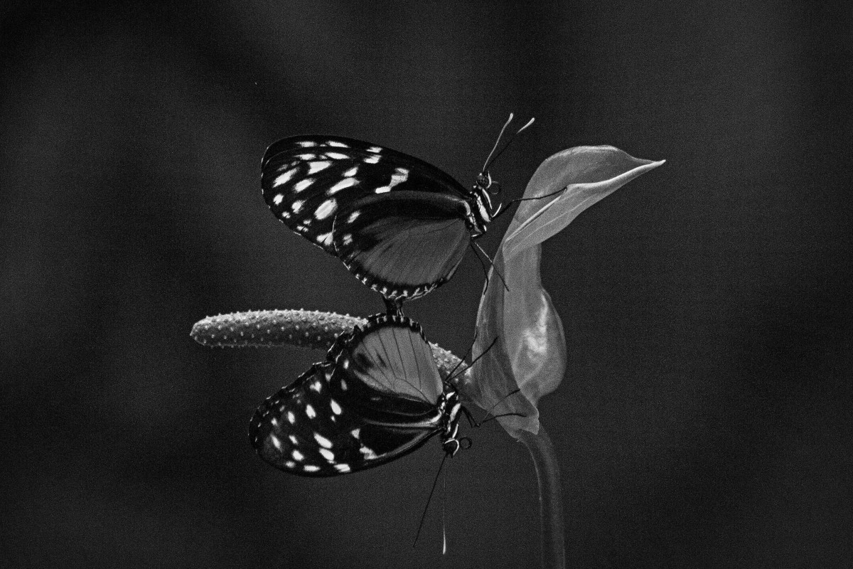 A Dance with Passion by Missy Burton 