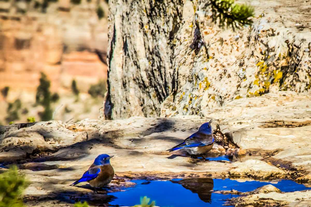 Blue Birds by Missy Burton 