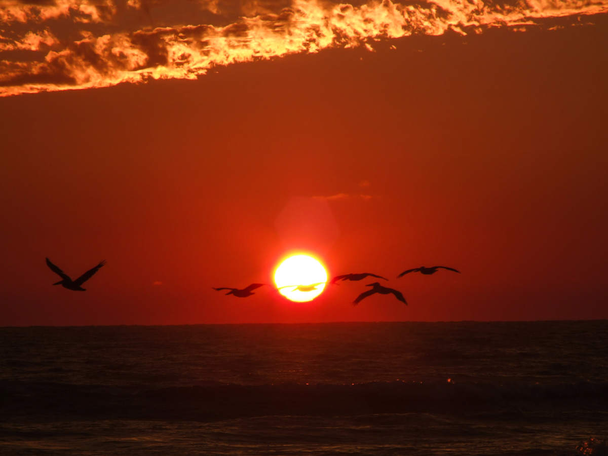 Pacific Sunset by Missy Burton 