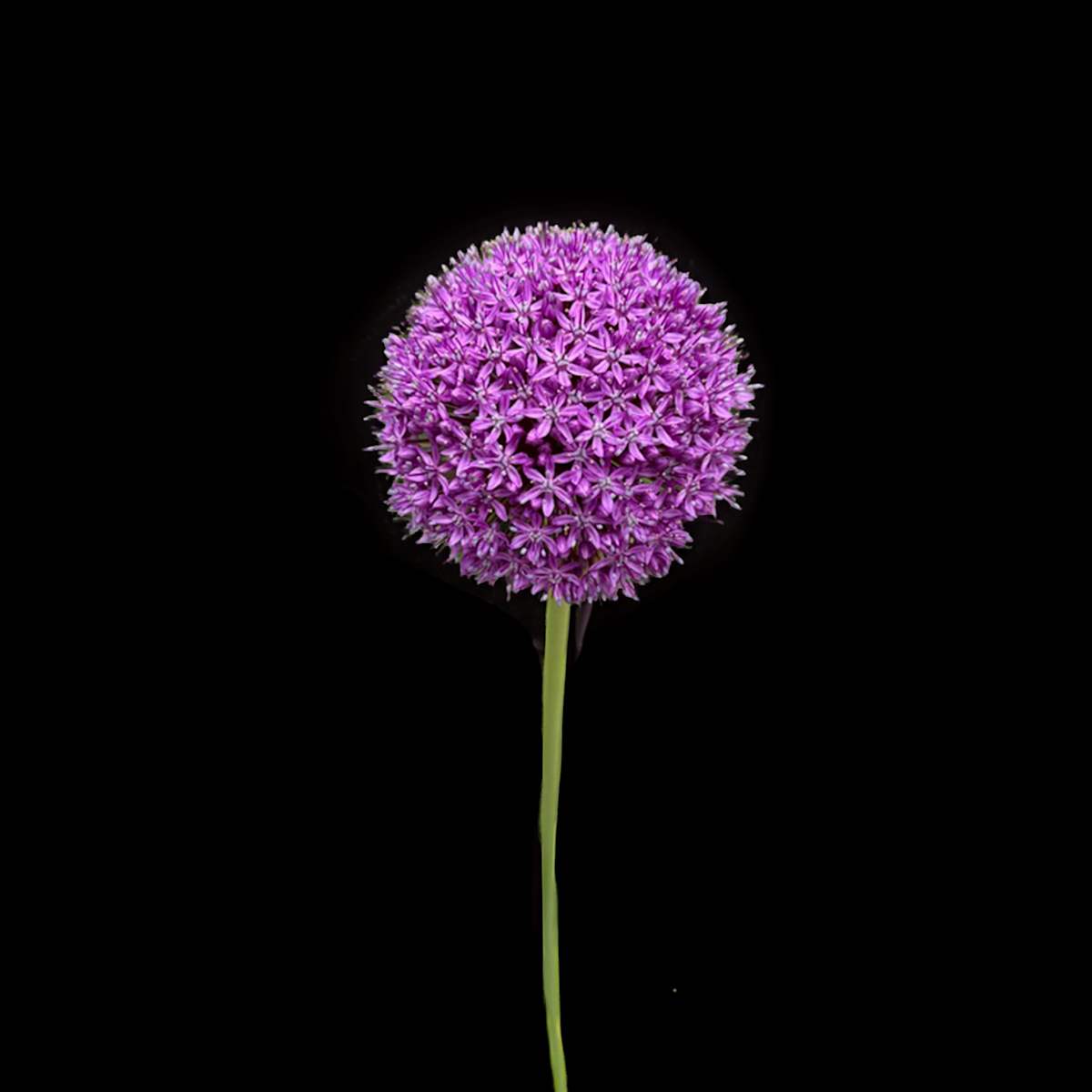Allium by Bonnie Levinson 