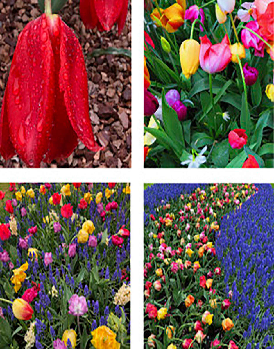 Tulips Flora Photografica #1 edition 2/5 by Bonnie Levinson 
