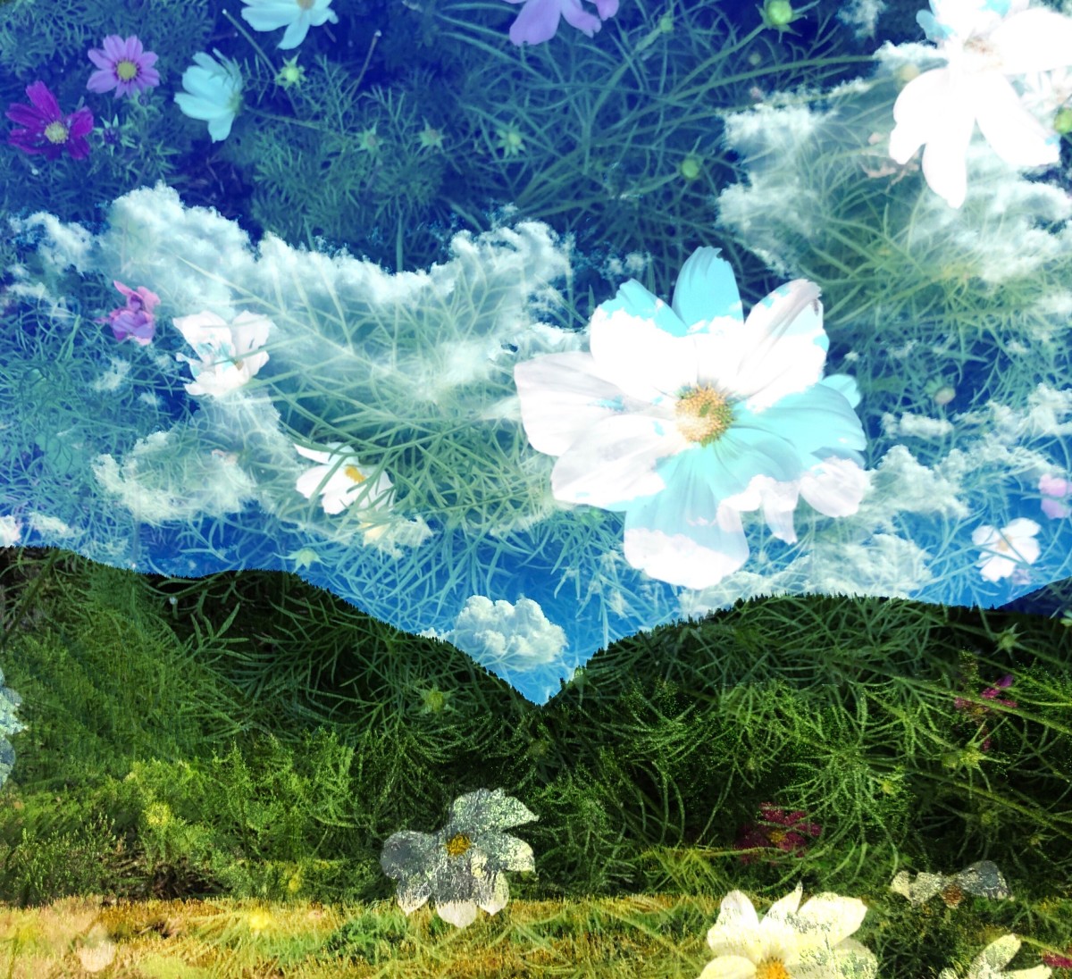 Wildflowers in the Sky in the Mountains by Bonnie Levinson 