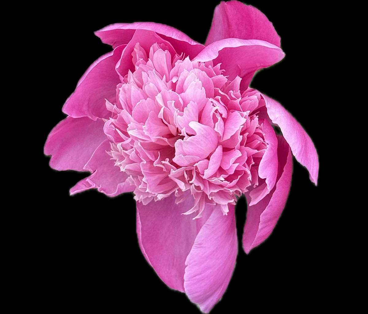 Magenta Peony Unfolding by Bonnie Levinson 