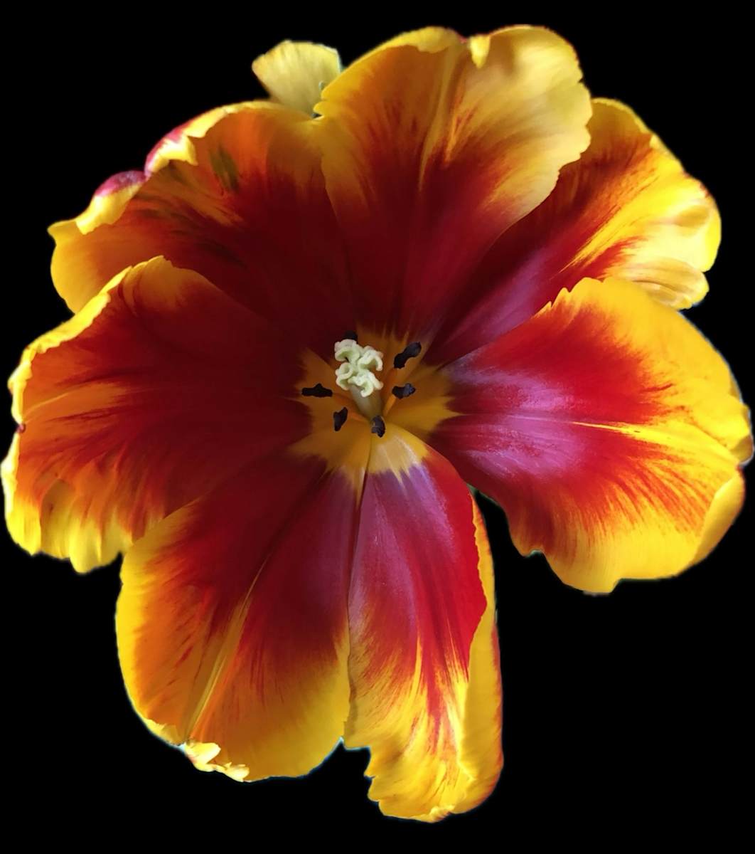 Tulip Bright Parrot by Bonnie Levinson 
