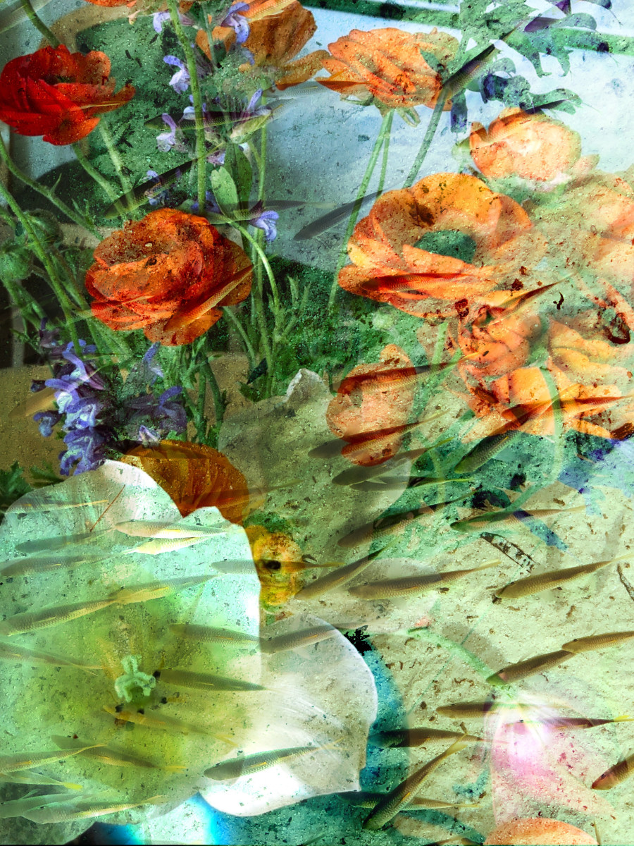 Hallucinations Flowers and Fish by Bonnie Levinson 