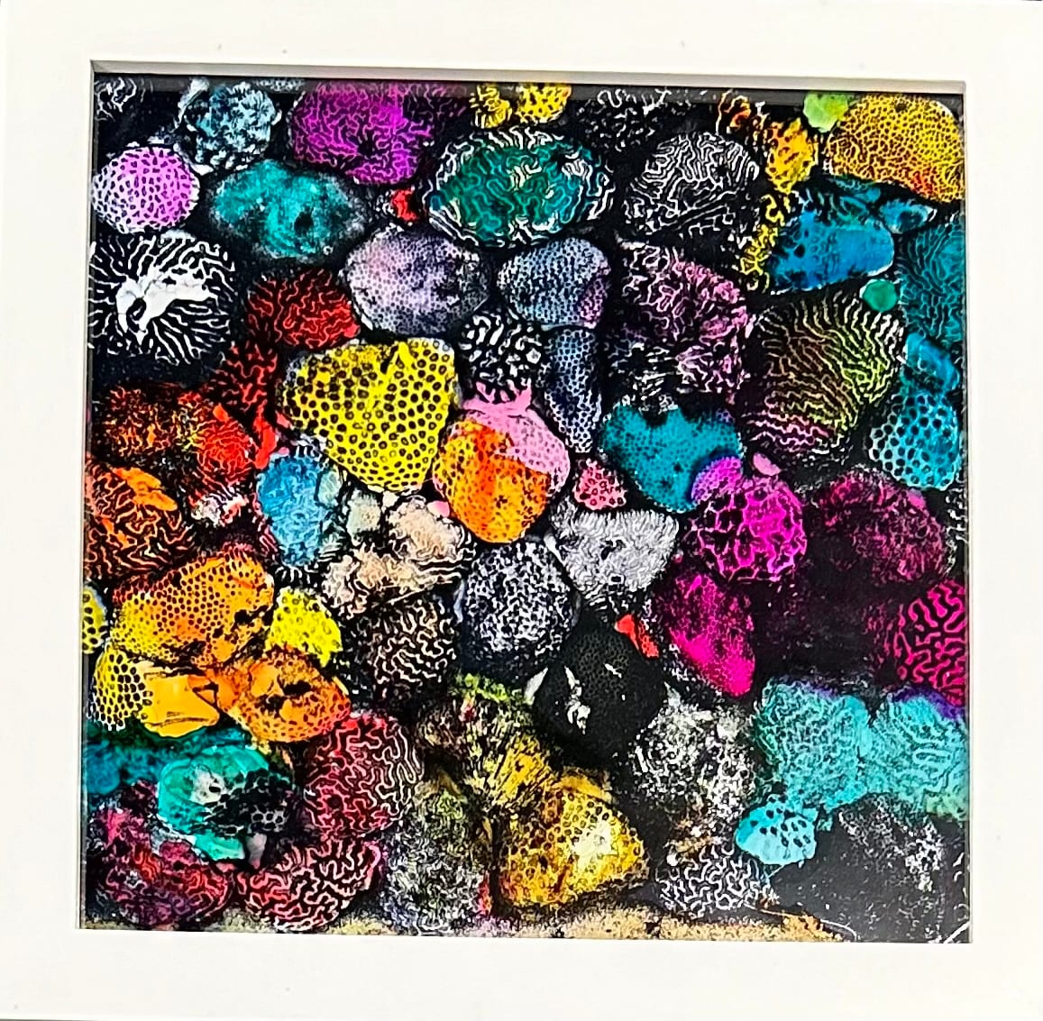 Coral in Living Color 2 (framed) by Bonnie Levinson 