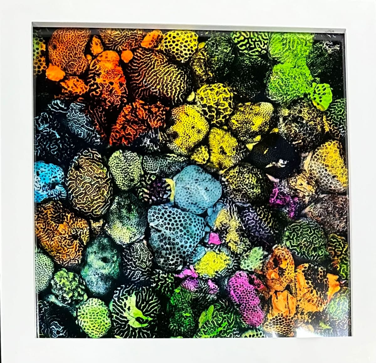 Coral in Living Color 1 (framed) by Bonnie Levinson 