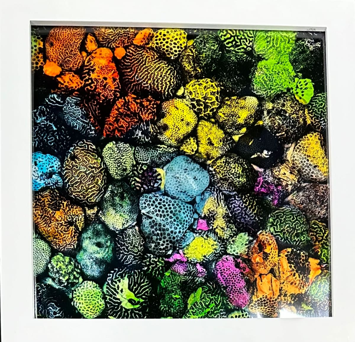 Coral in Living Color (framed) by Bonnie Levinson 