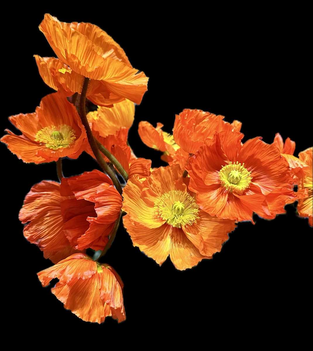 Orange Poppies by Bonnie Levinson 