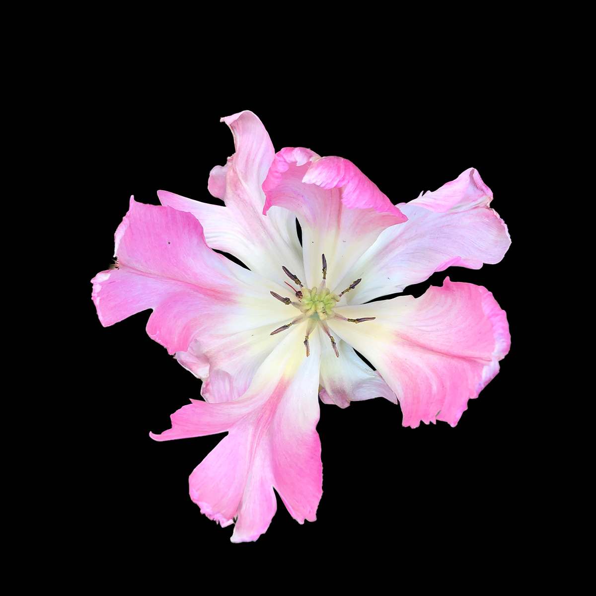 Tulips A Final Offering by Bonnie Levinson 