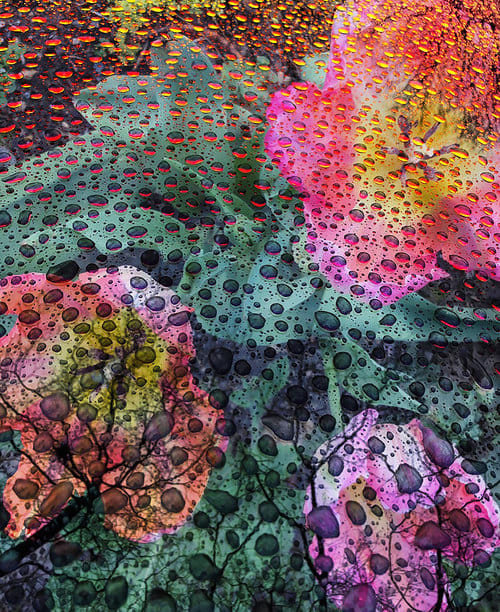 Hallucinations: Flower 3 (1/8), Image 1.