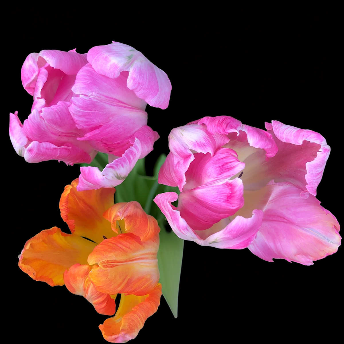 Floating Tulips by Bonnie Levinson 