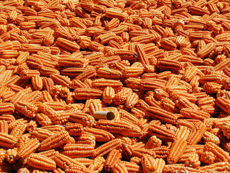 A Needle in a Haystack, Image 1.