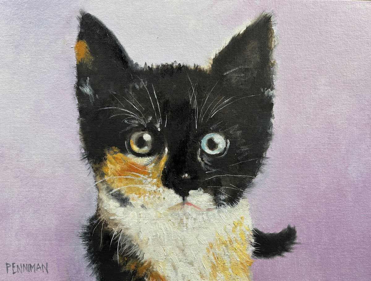 Calico Kitten by Ed Penniman 