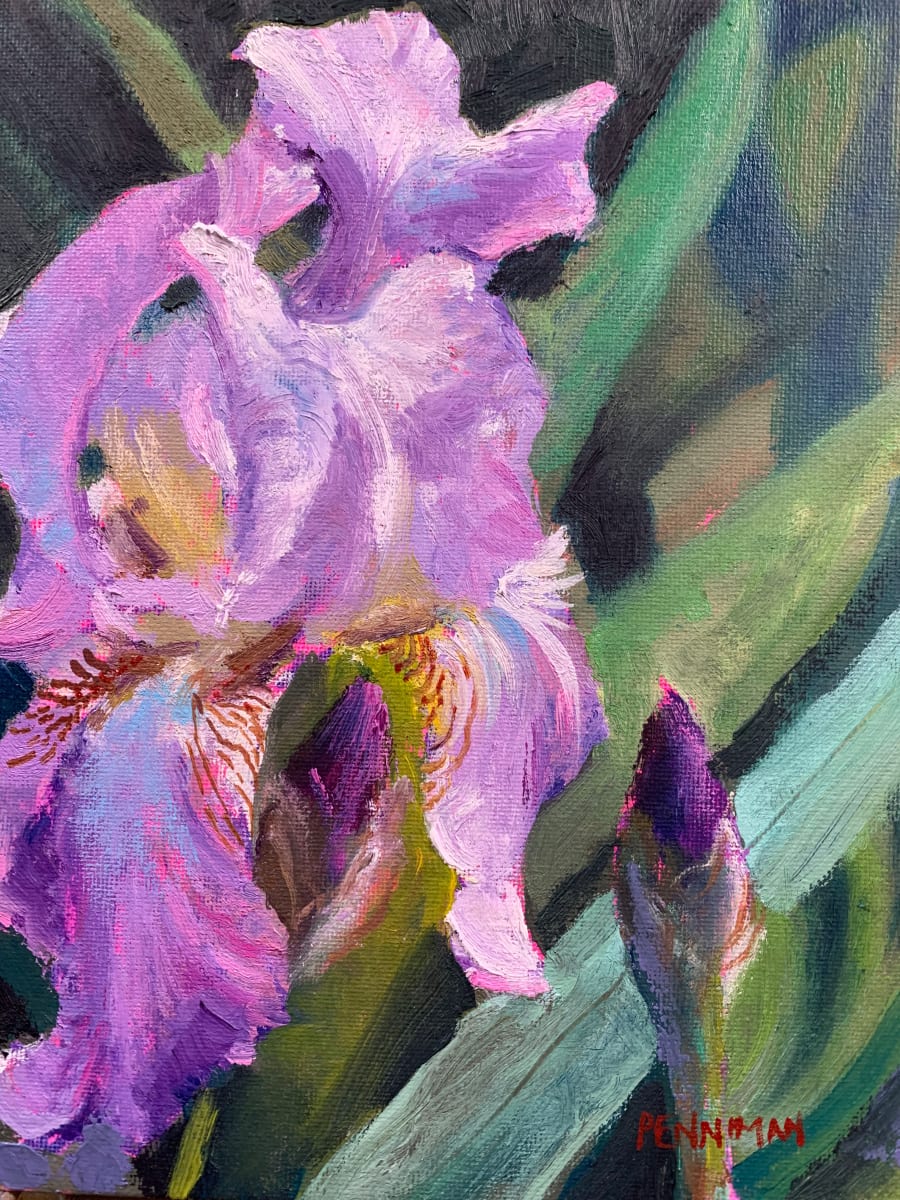 Iris by Ed Penniman 