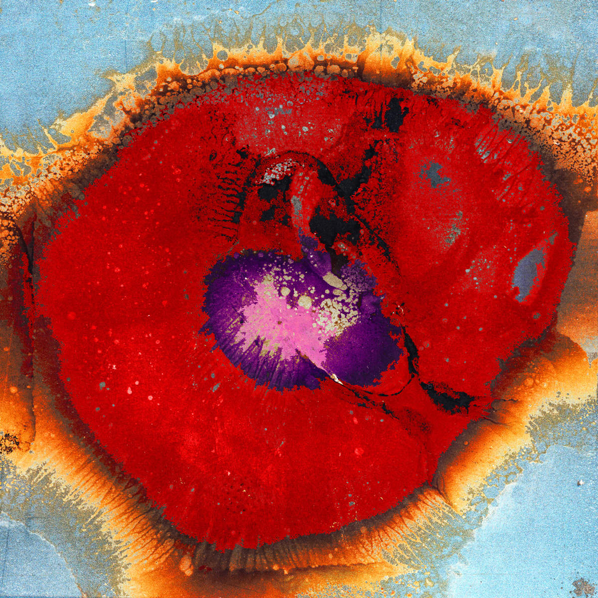 Steel Poppy by Eric Oliver 