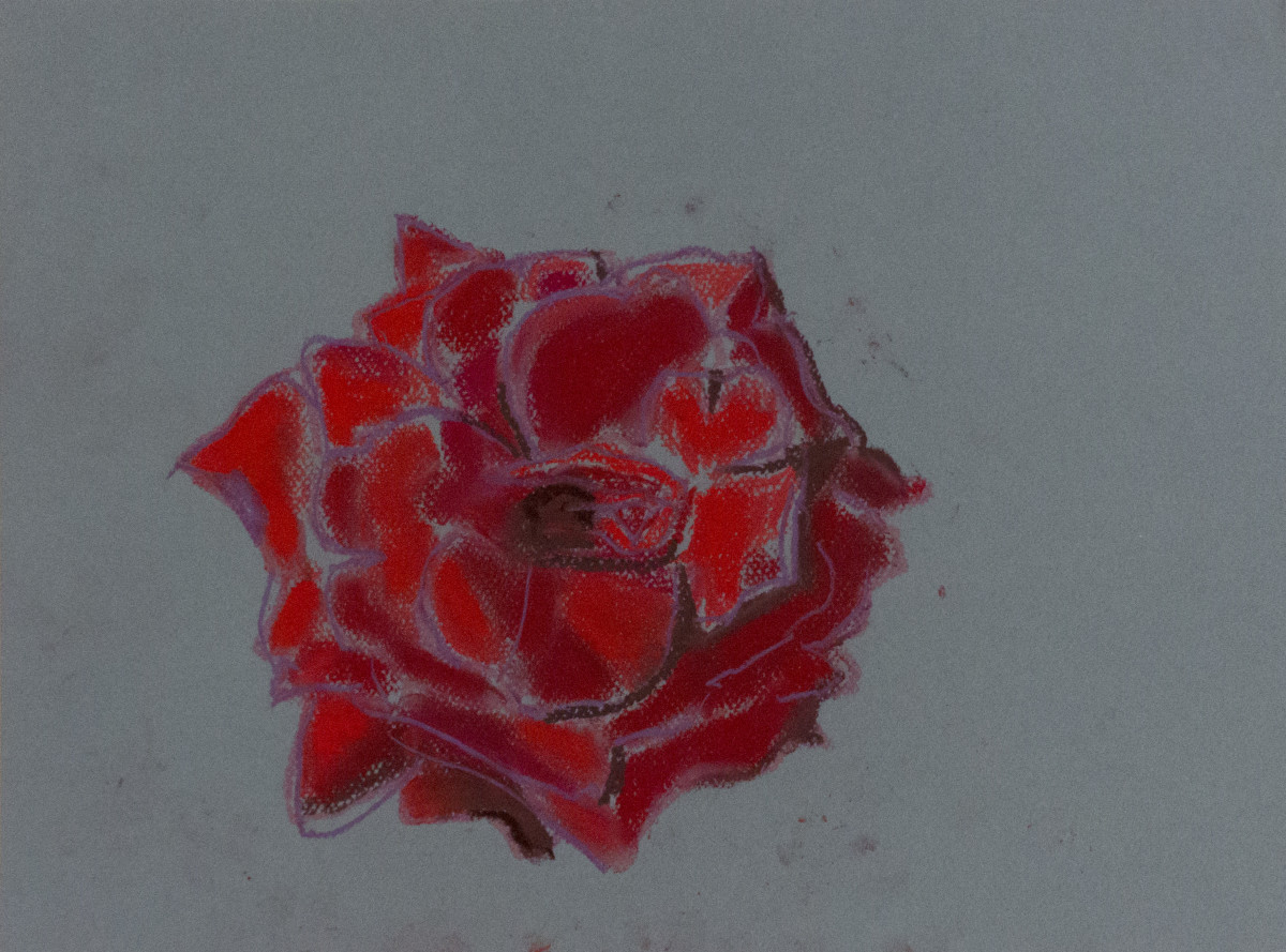 Red rose by Natalya 