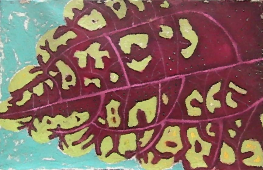 Coleus leaf/Hoja de Coleus, Image 1.