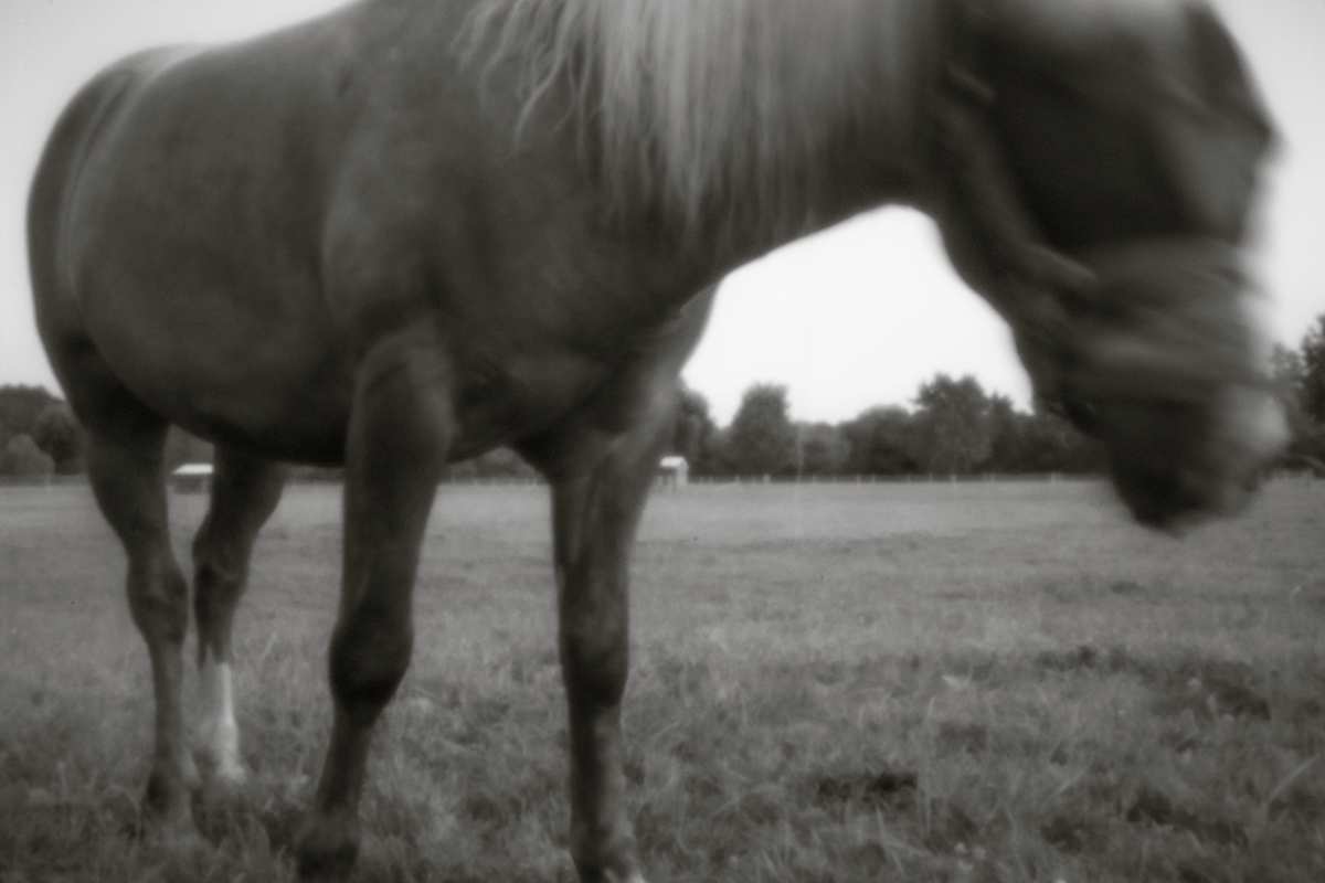 Horse IV by Kelly Sinclair 