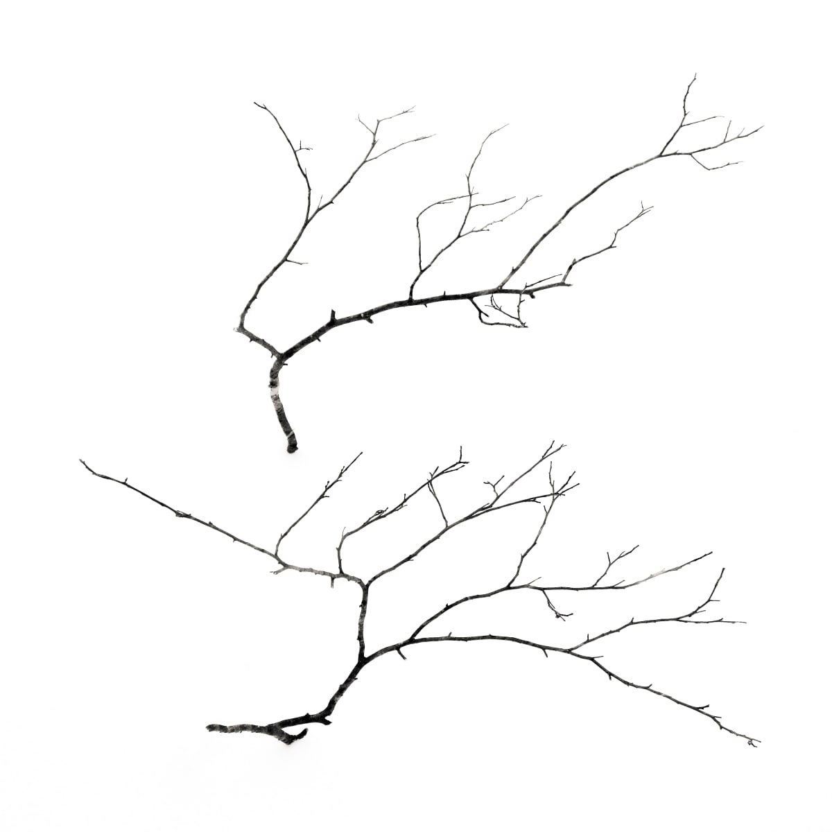 2 branches 