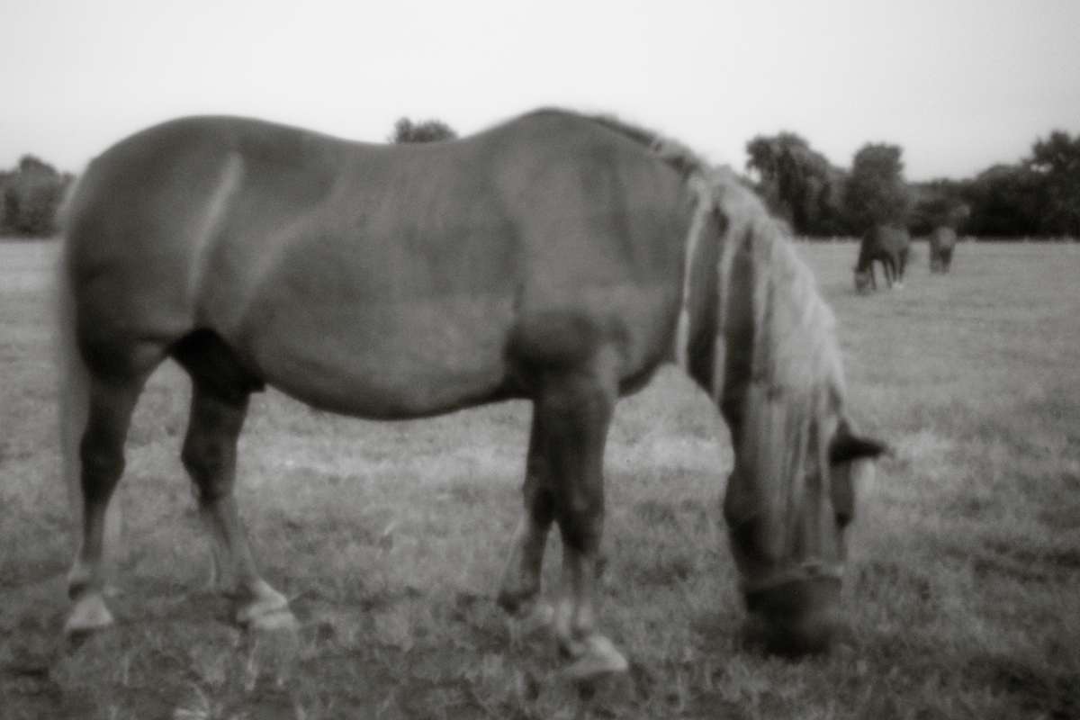 Horse VI by Kelly Sinclair 