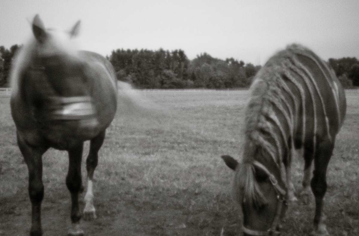 Horse II by Kelly Sinclair 