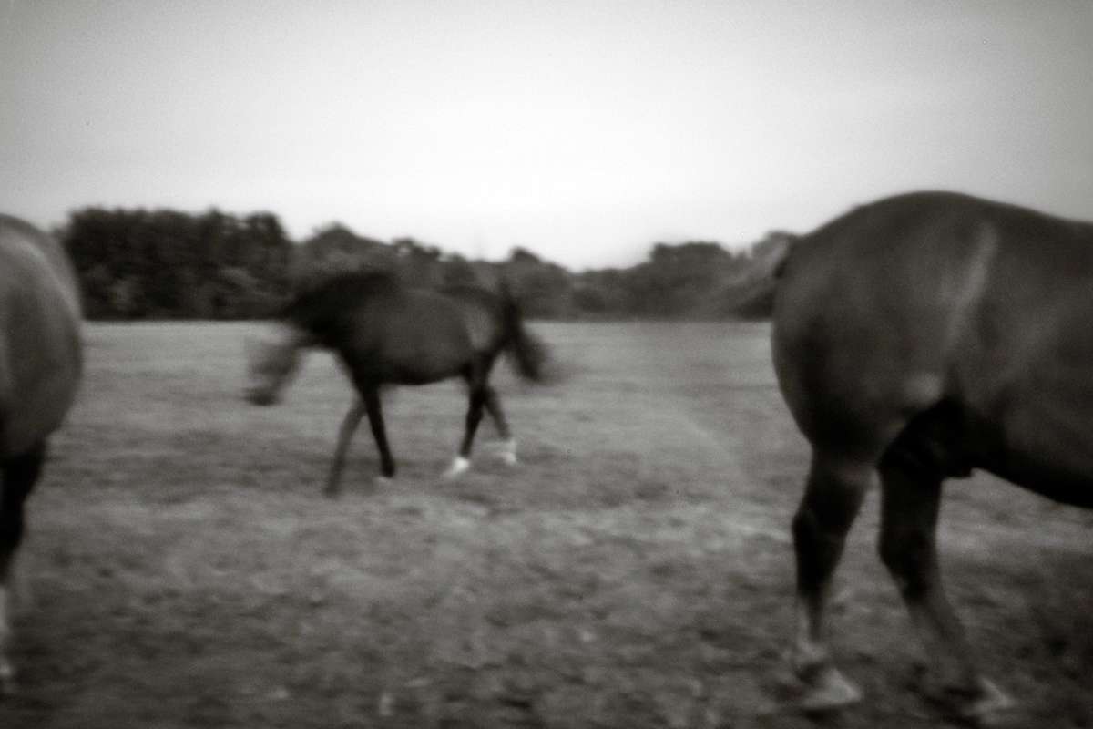 Horse III by Kelly Sinclair 
