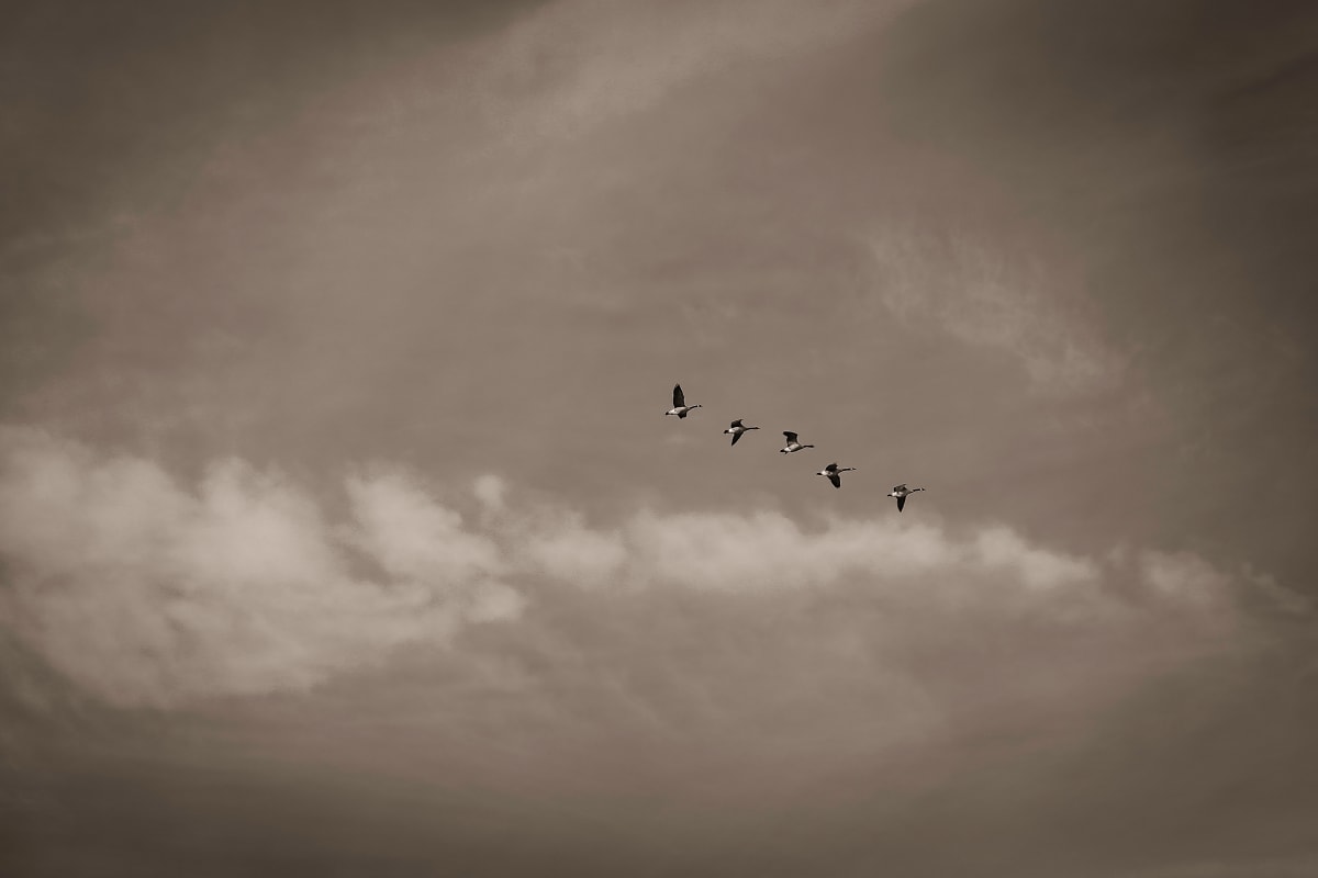 5 geese in flight by Kelly Sinclair 