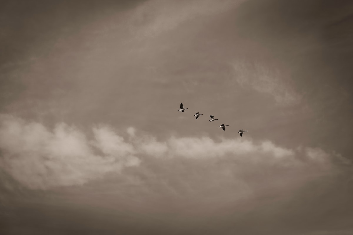 5 geese in flight 