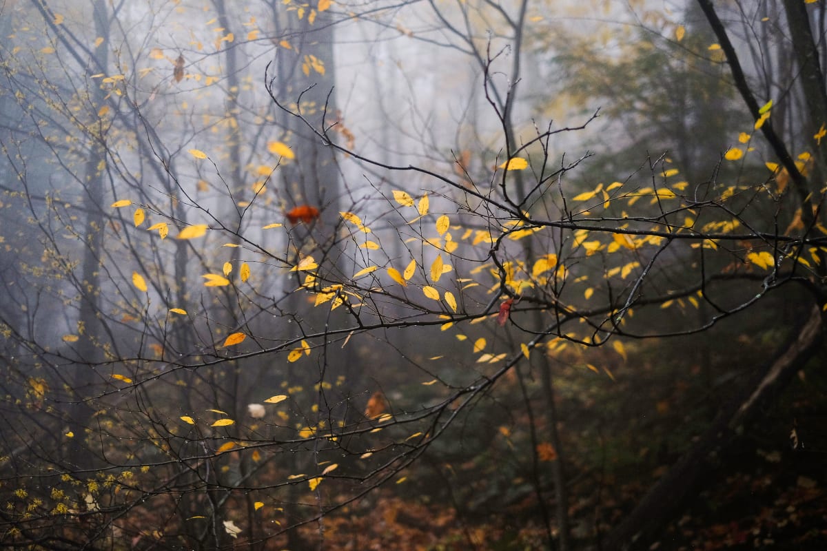 black birch in autumn 