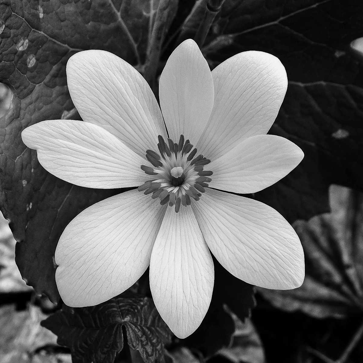 Bloodroot by Kelly Sinclair, Image 1.