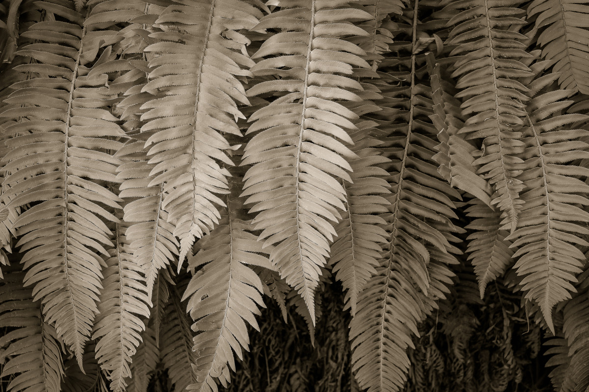 California ferns by Kelly Sinclair 