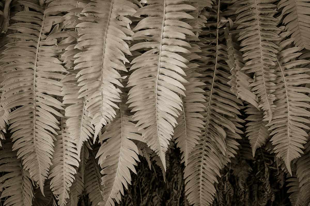 California ferns by Kelly Sinclair, Image 1.