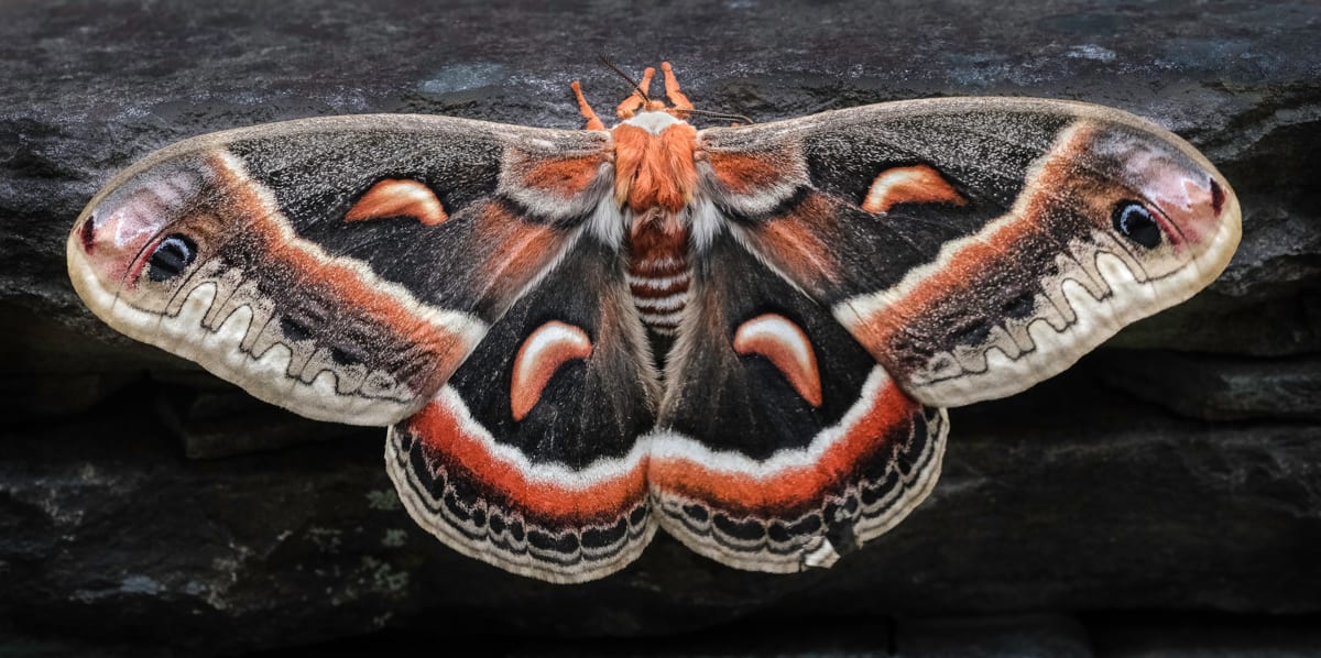 Cecropia by Kelly Sinclair 