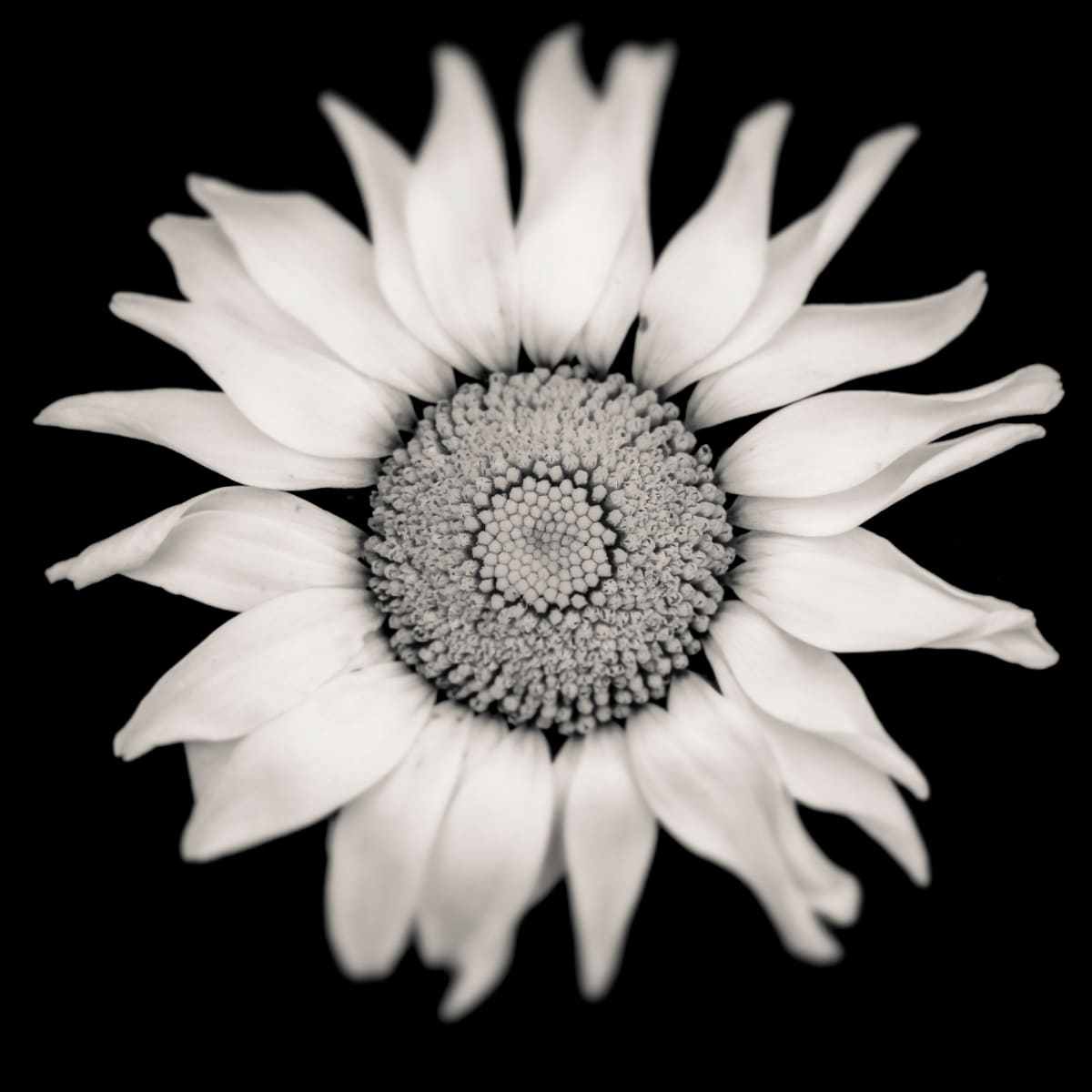 Daisy, Image 1.