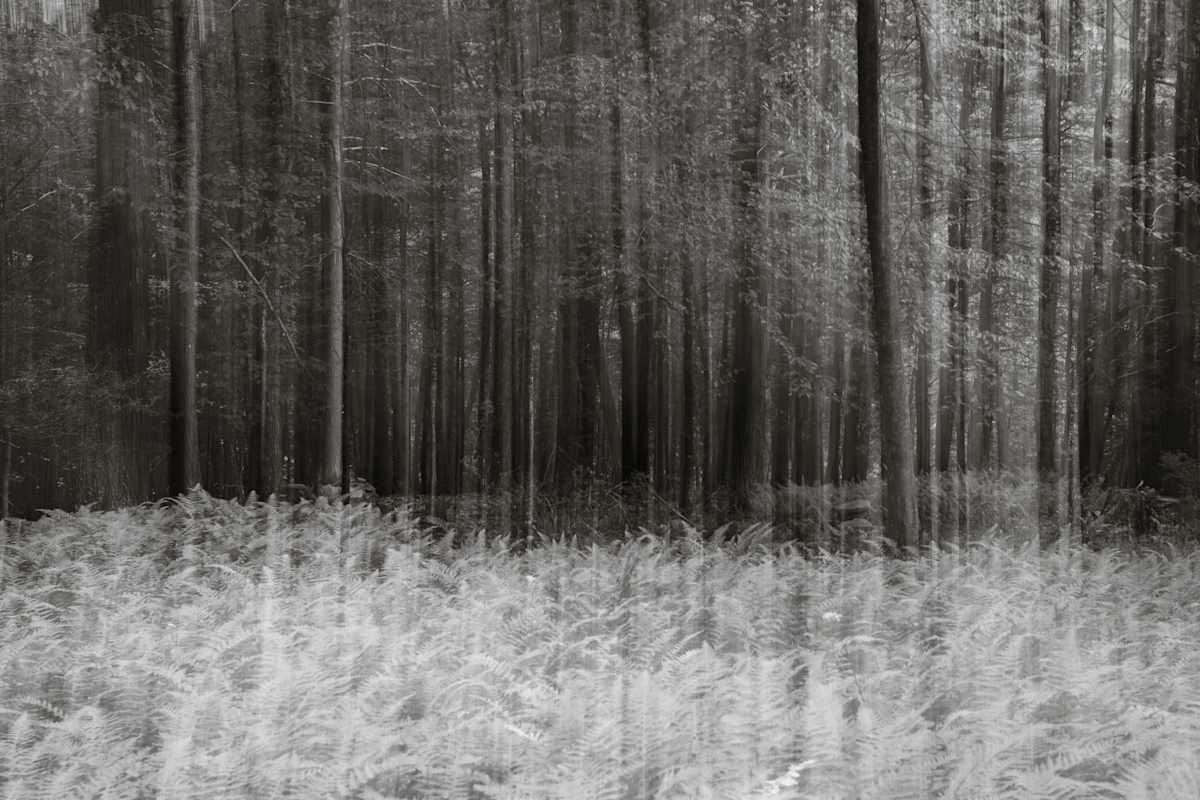 Ferns and hemlocks by Kelly Sinclair 
