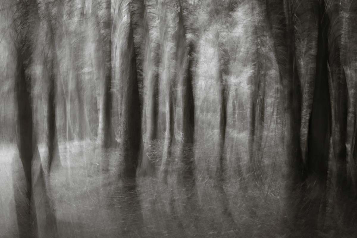 Hemlock forest III by Kelly Sinclair, Image 1.