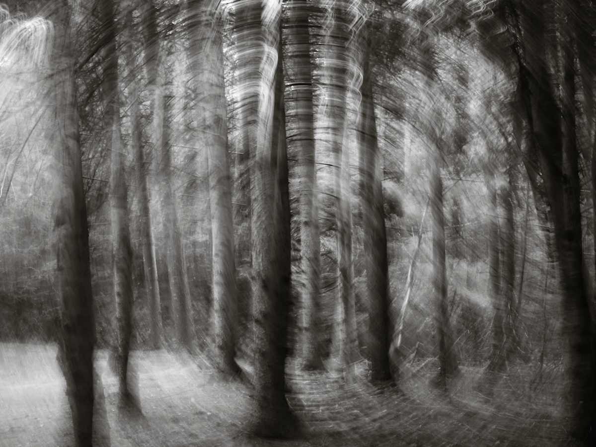 Hemlock spiral by Kelly Sinclair 