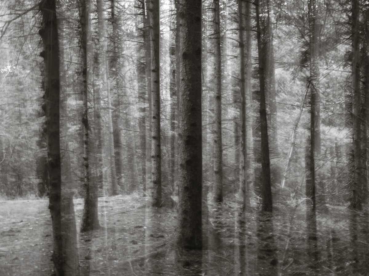 Hemlock forest by Kelly Sinclair 