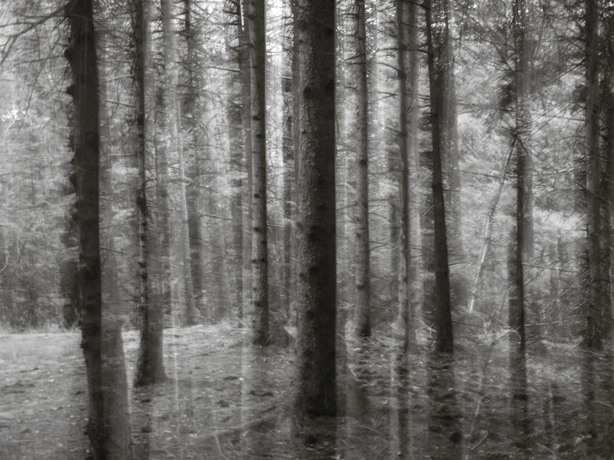Hemlock forest by Kelly Sinclair, Image 3.