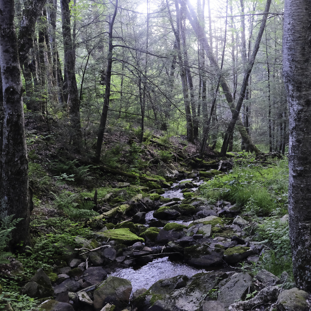 Summer Solstice, Catskills by Kelly Sinclair 